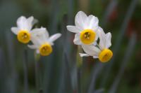 Plum Blossom